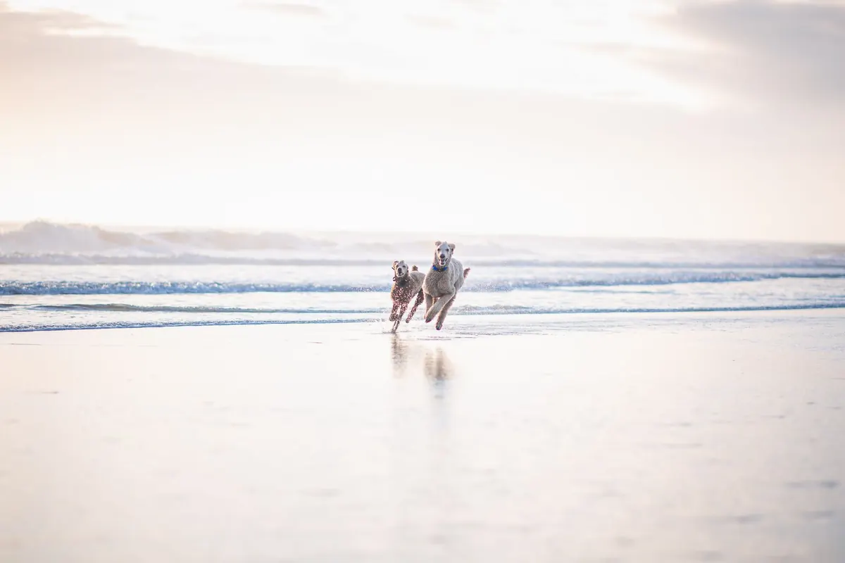 Beach Guides